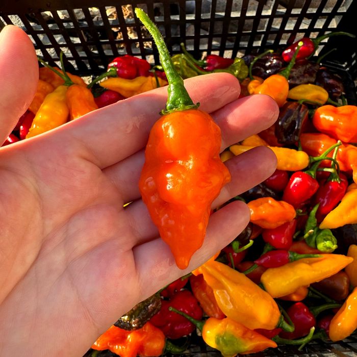 Гострий соус Подарунковий набір Дегустаційний острый  Carolina Reaper