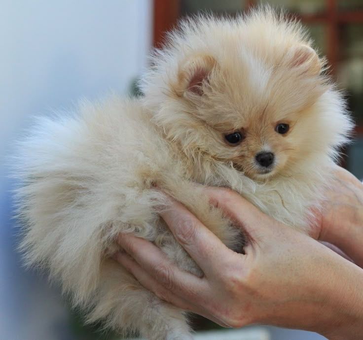 Супер класні хлопчики Померанського шпіца міні.