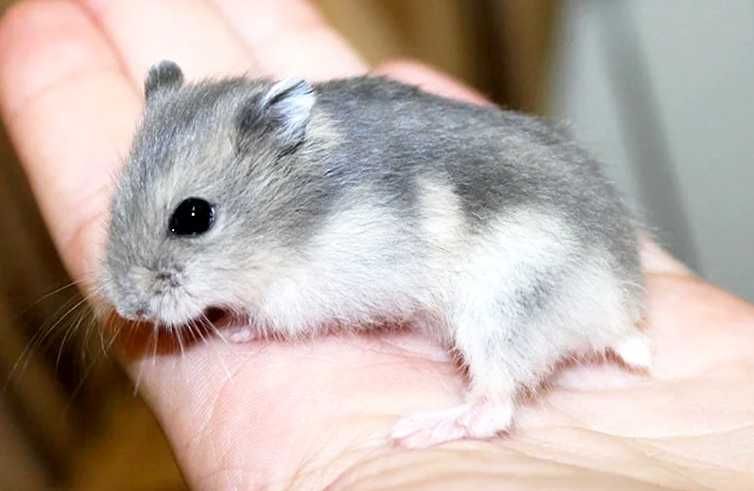 Джунгарские хомячки, хомячата, хомяки, хомяк, карликовые, джунгарики