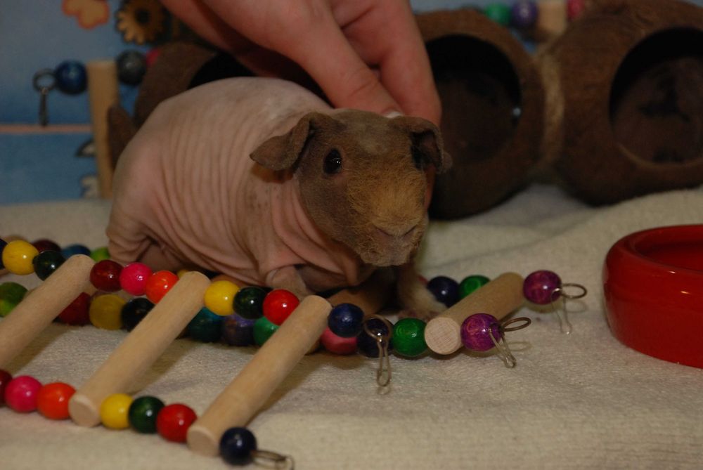 Лиса морська свинка Скінні, гіпоалергенна свинка, свинка без шерсті