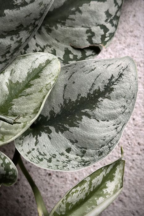 Scindapsus pictus Trebie / Exotica - satynowy, srebrzysty, duże liście