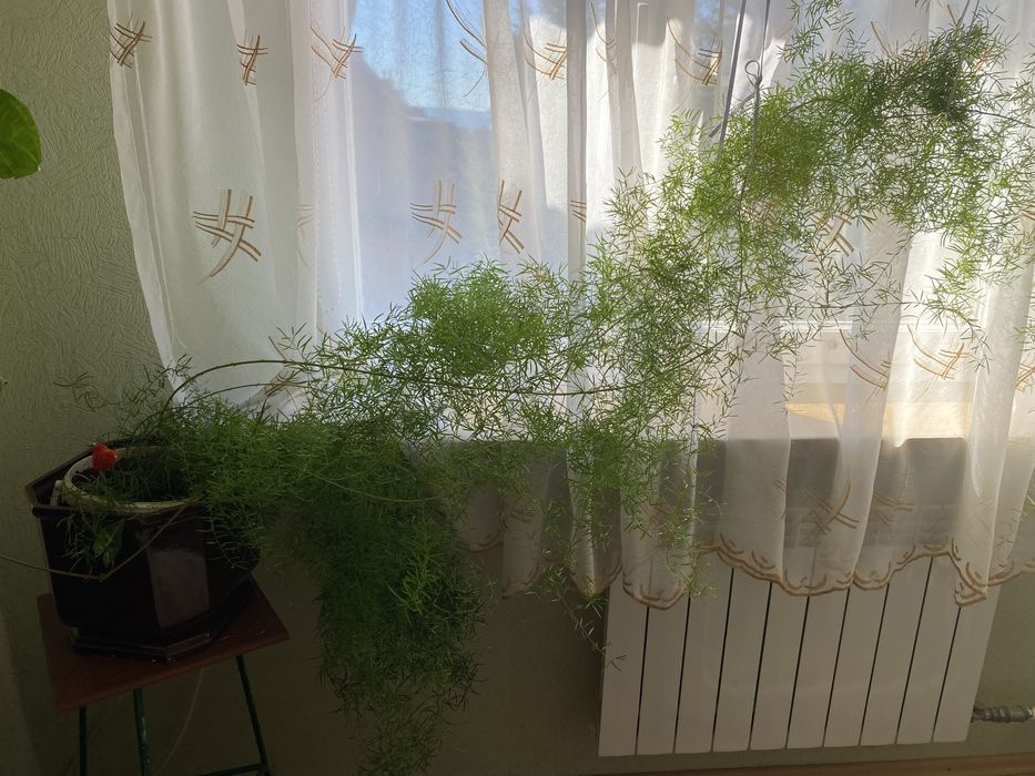 Kwiat doniczkiwy asparagus