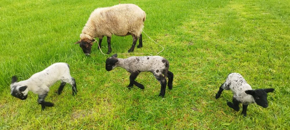 Ovelha sulfok com 2 anhos