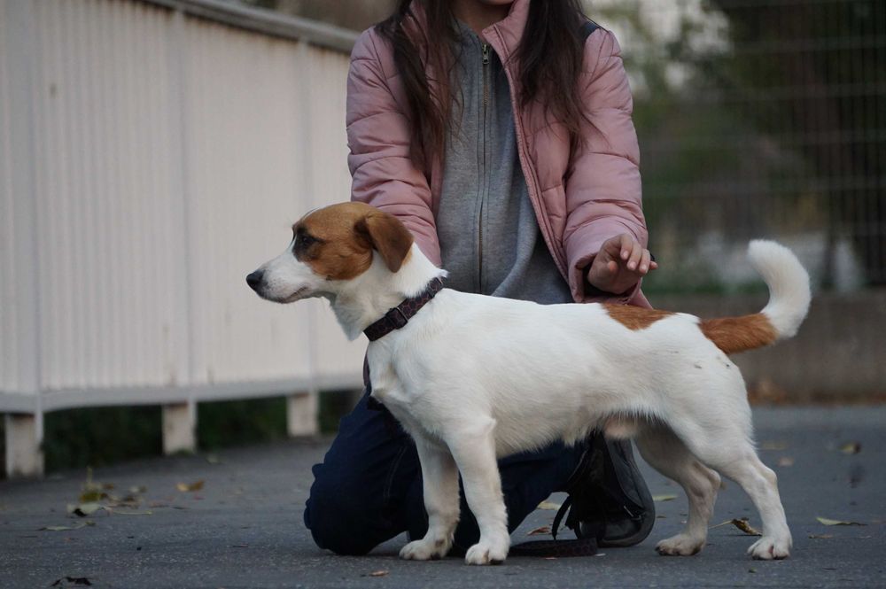 Jack Russell Terrier po Championie rezerwacja