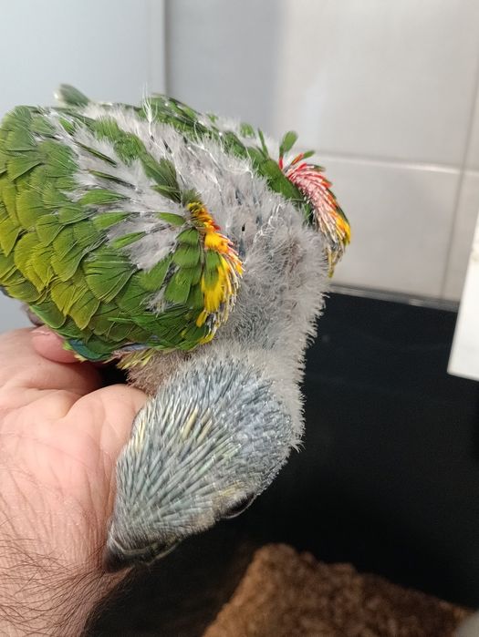 Amazona aestiva bebes