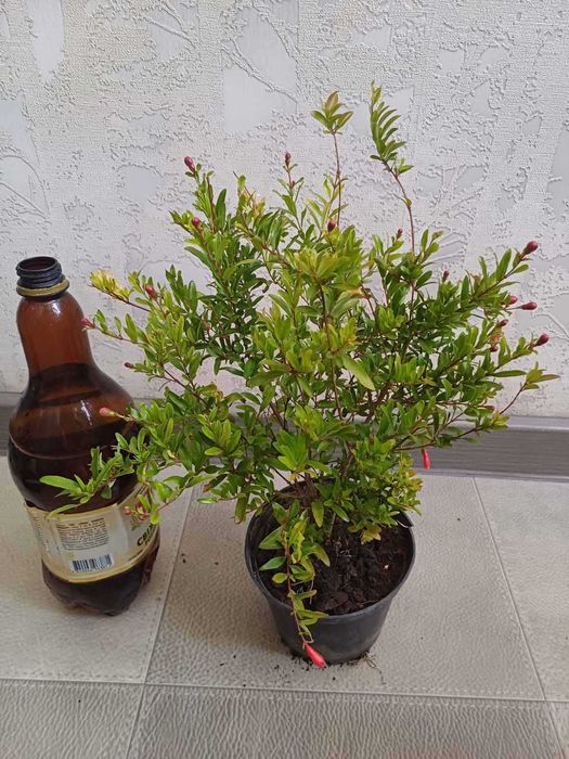 Гранат кімнатного сорту КВІТУЧІ в бутонах з плодами Фікус Лимон