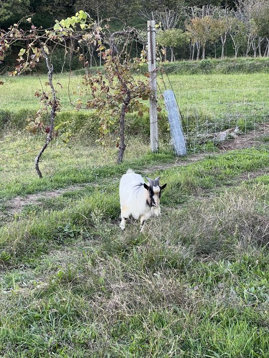 Cabrito anão com um ano e meio