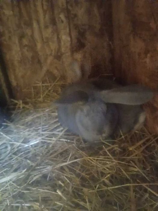 Witam posiadam króliki na sprzedaż.