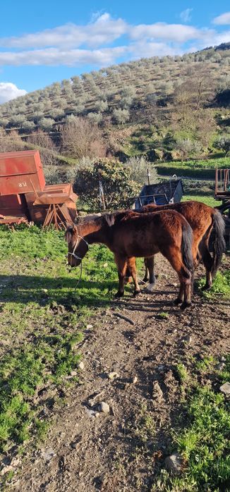 Vendo 2 poldras garranas