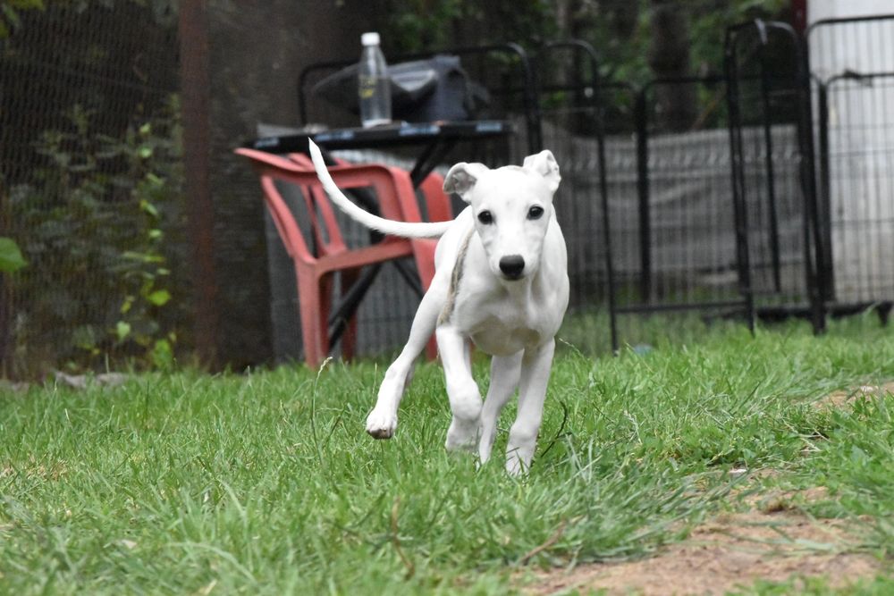 Chart angielski whippet suczka ZKwP FCI
