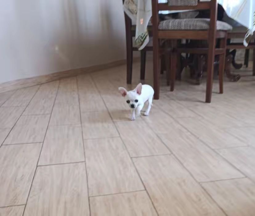 Чіхуахуа — 2 дівчинки та 1 хлопчик