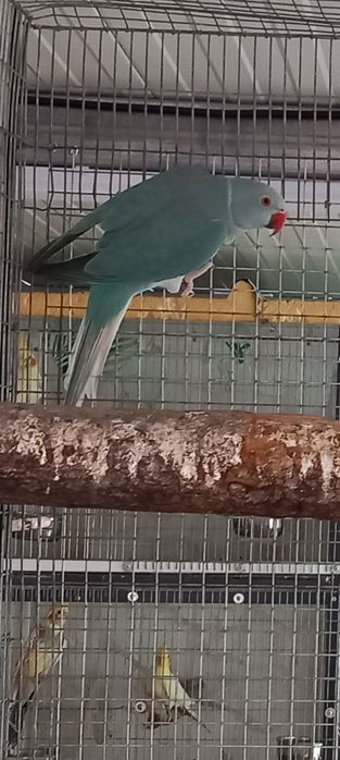 Ring necks adultos e novos. Várias mutações , CCs e / CC