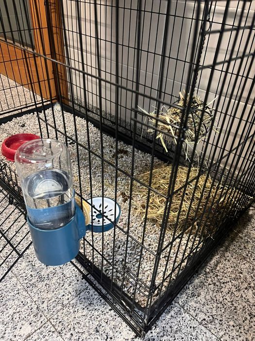 Coelho Anão + Acessórios (Opcional)