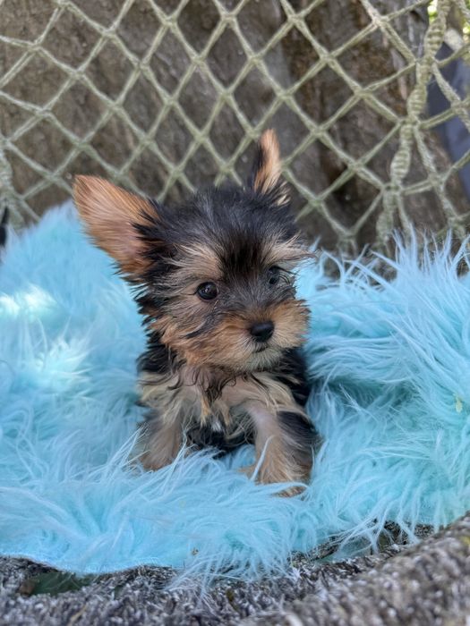 Yorkshire Terrier macho com lop