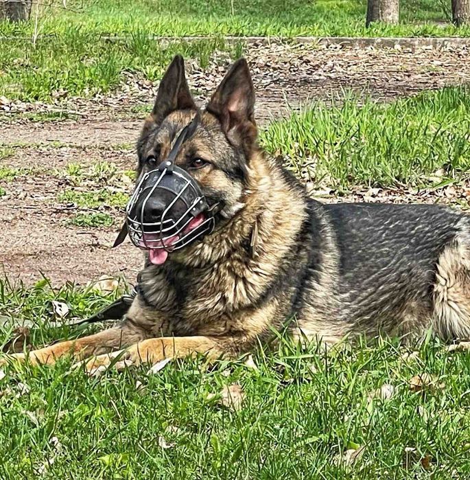 Щеня німецької вівчарки