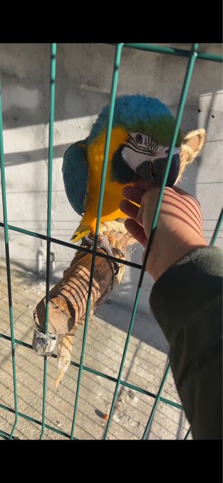 Arara ararauna domesticada muito mansinha