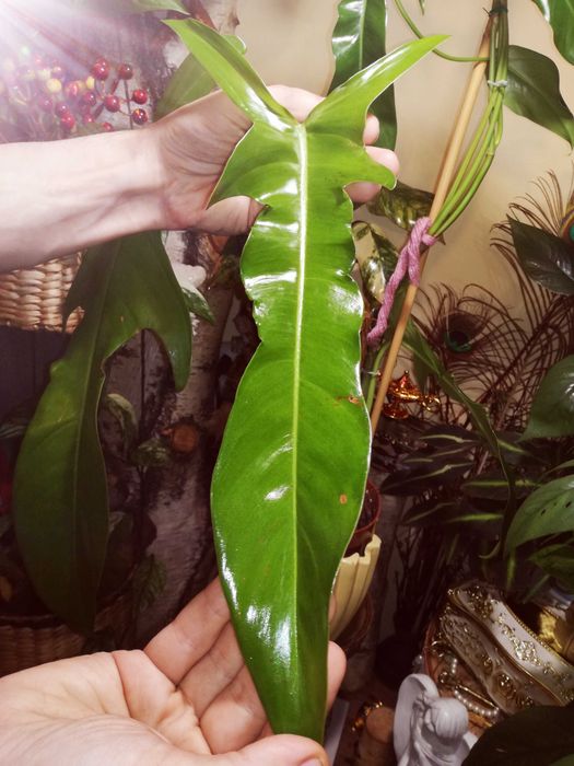 Philodendron Jerry Horne RZADKOŚĆ Filodendron Monstera kolekcjonerski
