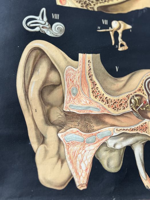 Poster escolar sobre anatomia
