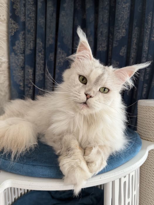 Кішка мейн кун 5 років