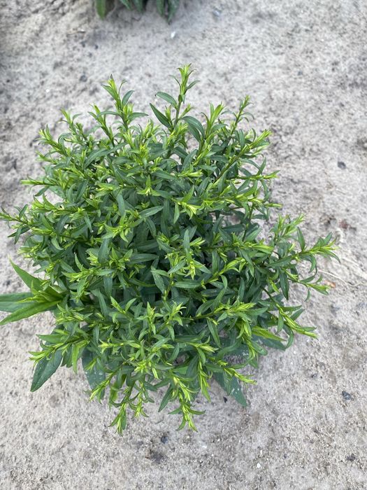 Айстра новобельгійська низькоросла.