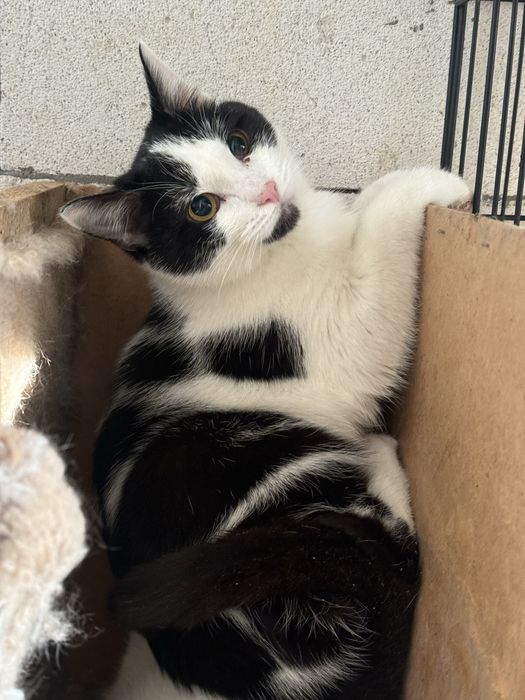 Кошеня в добрі руки