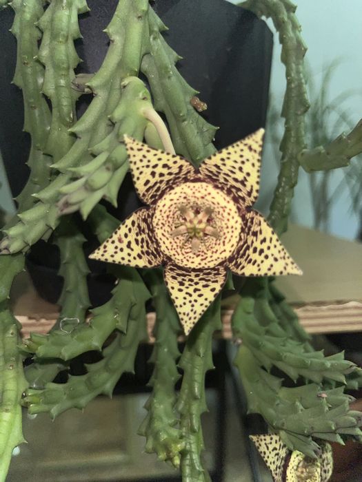Orbea suculenta com flor