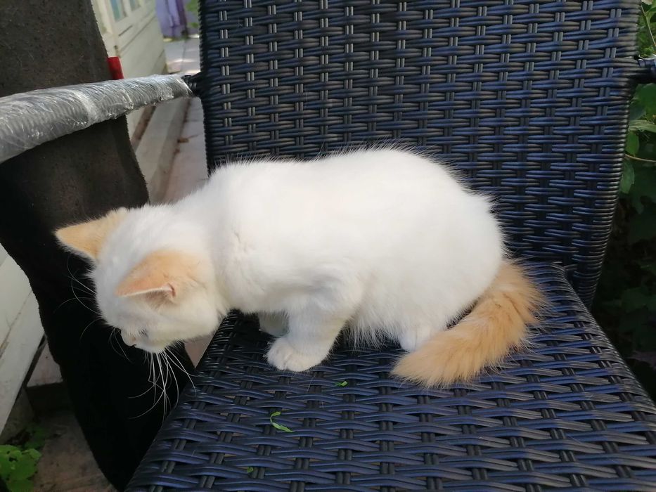 Кошеня регдол/ragboll