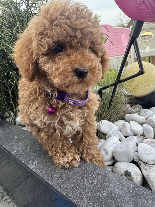 Cavapoo pudelek cavalier