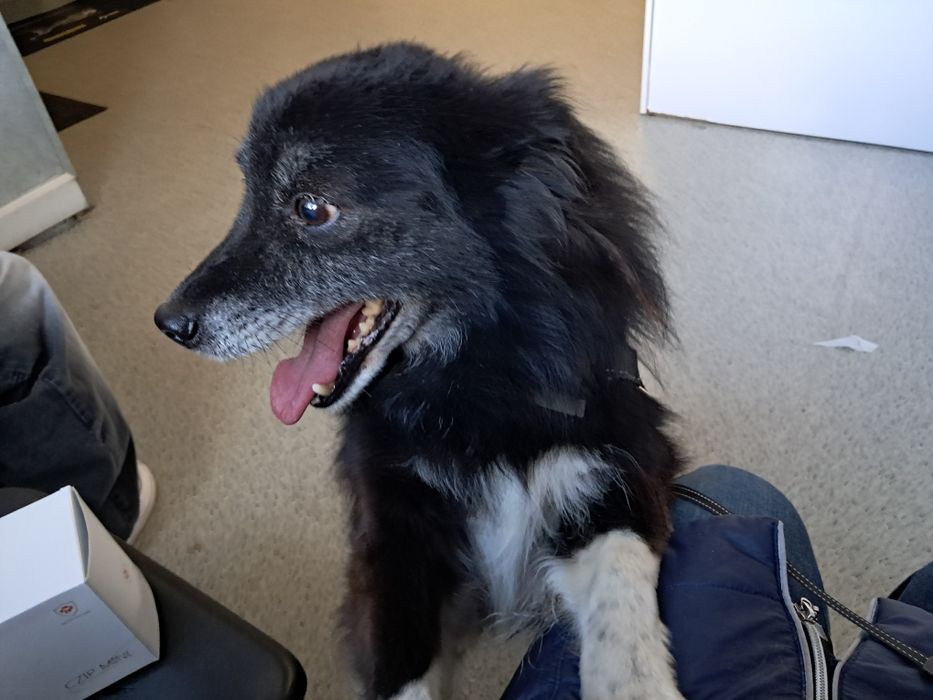 Czy Misio znajdzie domek?