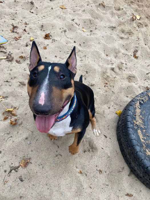 Bulterier miniaturowy