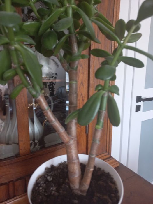 Kaktus grubosz drzewko szczescia 60 cm