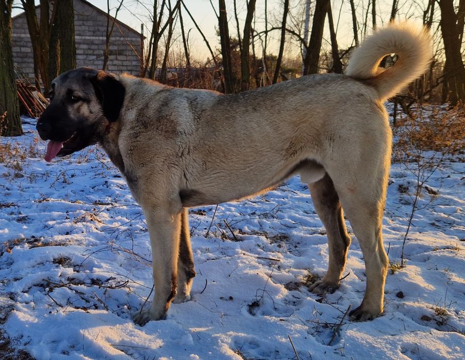 Kangal szczeniak pies masywny i duży