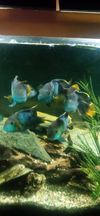 Sprzedam pielęgnice