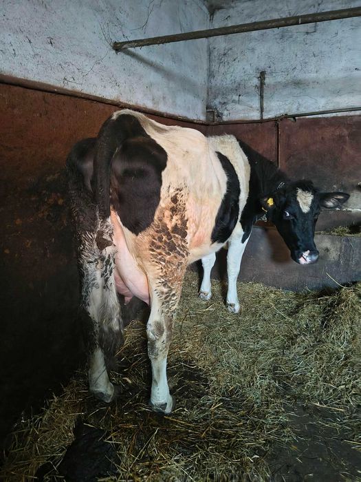 Krowa po pierwszym cielaku