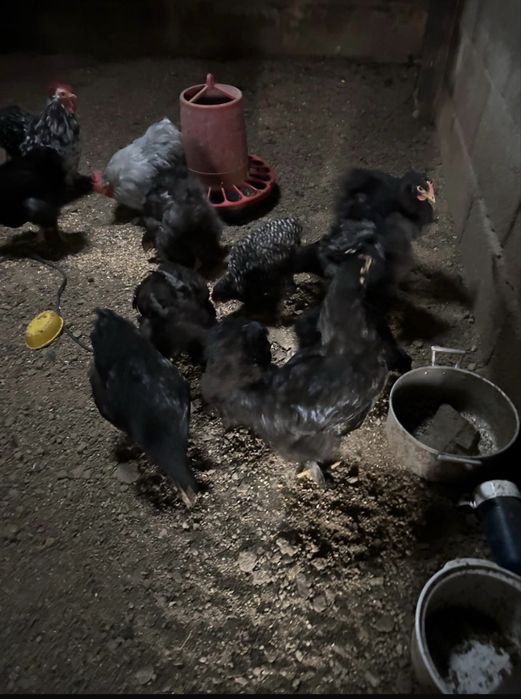 Galinhas Brahmas pretas