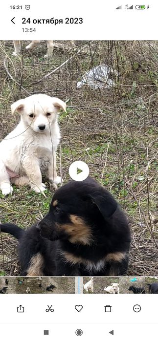 Отдам даром в хорошие руки щенков
