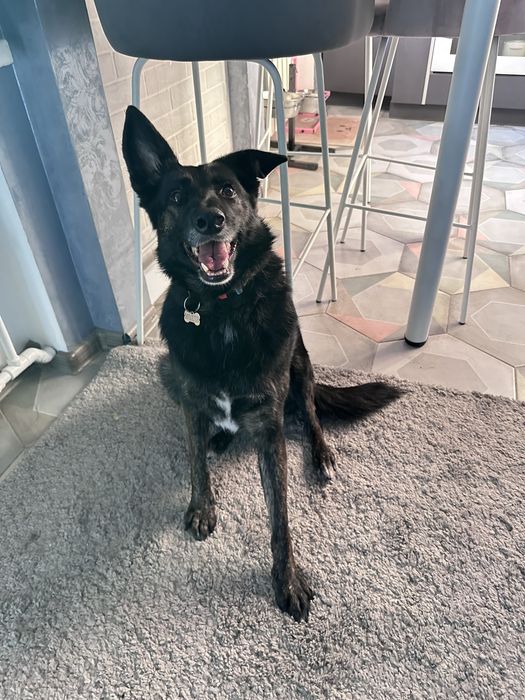 Собака Молли ищет семью