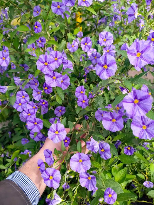 «Картопляне дерево» (Паслін Рантоннеті, Паслін горечавковидний)