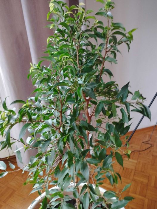 Fikus Benjamina bez doniczki 110 cm