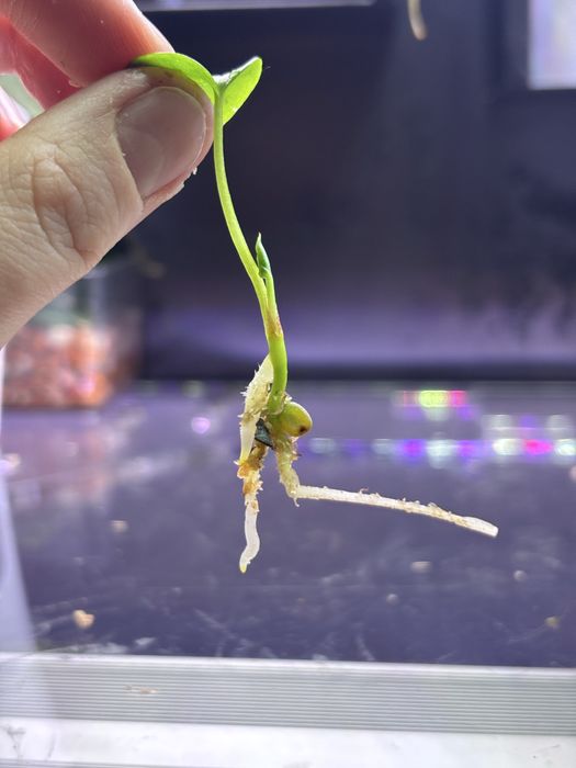 Anthurium Sherpa X FSRL