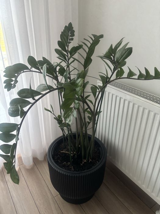 2kwiaty Zamiokulkas ziemiolistny