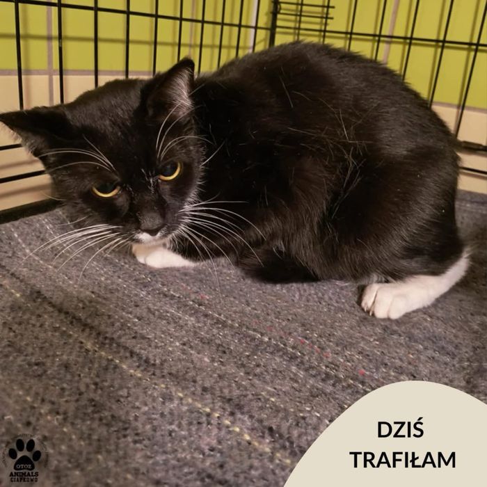 28.12.24 kotka znaleziona Chylonia