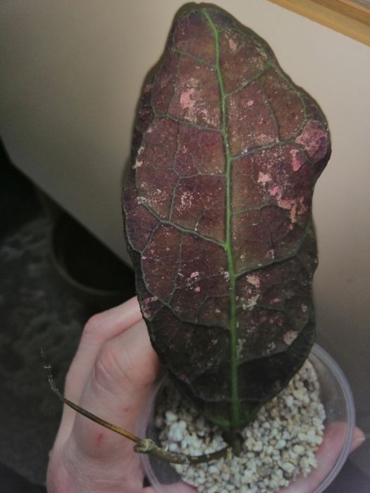 Хойя лата искандер клон А