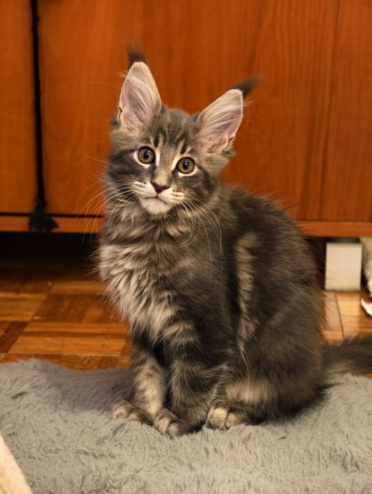 Niebieska pręgowana kotka Maine Coon gotowa do odbioru