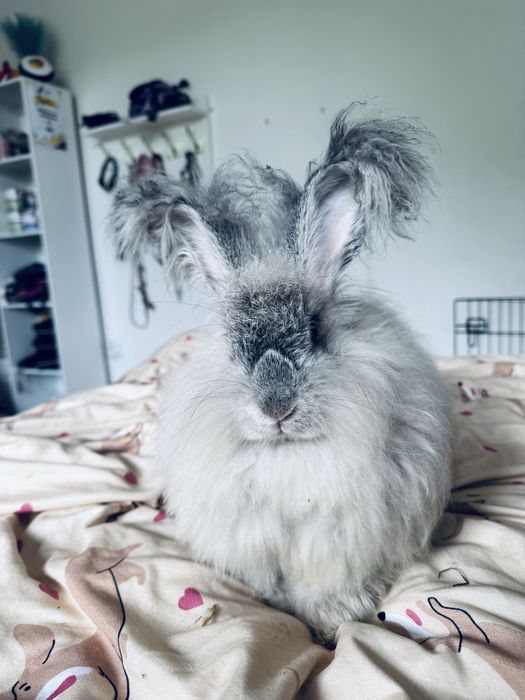 Królik Angora Angielska YORK dziewczynka „”BLANKA”””