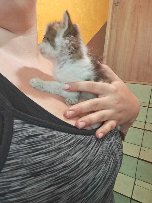 Oddam kotki długowłose w dobre ręce