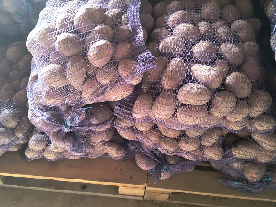 Ziemniaki  wielkość sadzeniaka kaliber 35/55