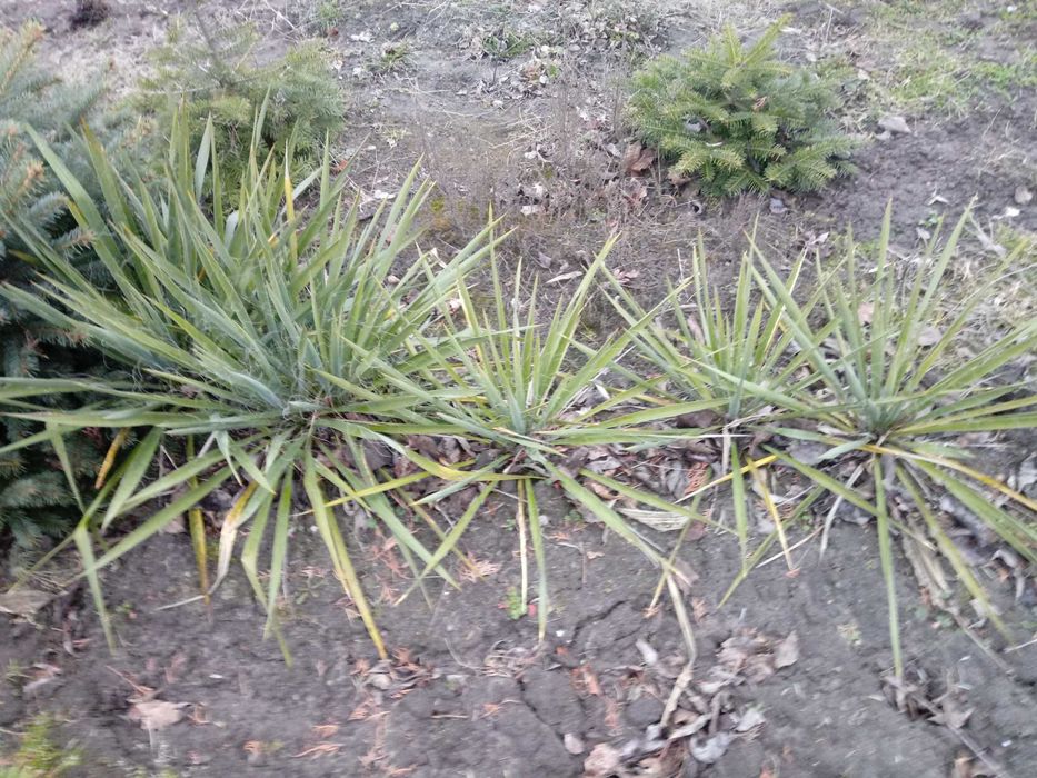 Juka ogrodowa sadzonki