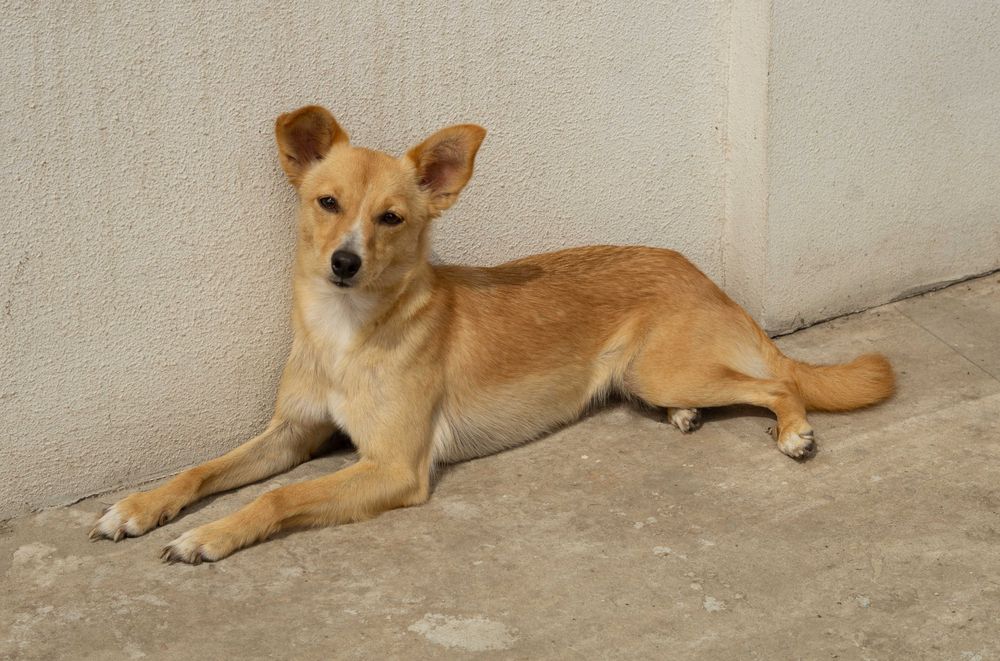 Маленька собачка дівчинка до 5 кг.