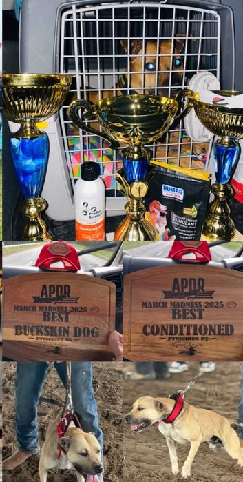 APBT Pit Bull   - White Devil - jedyne w europie